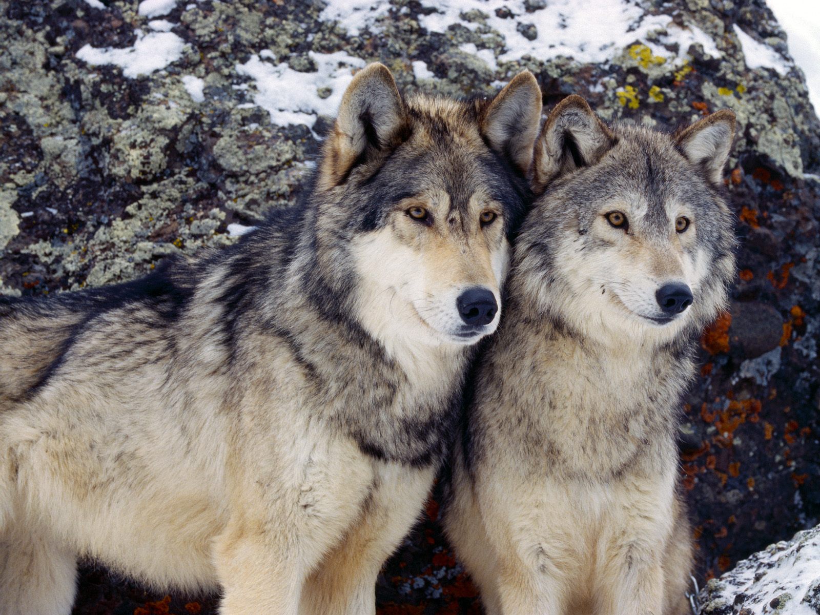 wolves