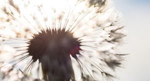 Silhouette Of The Head Of Seeds Of The Dandelion Flower In The S
