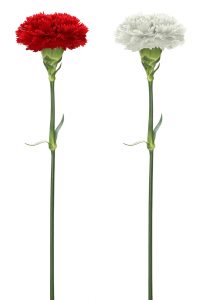 red and white carnations , mother's day symbol