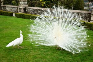 White Peacocks