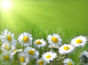Small spring flowers